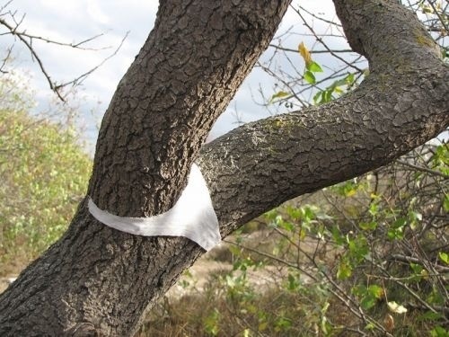Tree undies, Sleepy Jones Journal