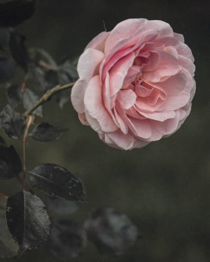Conceptual and Fine Art Flower Photography by Ana Tudur