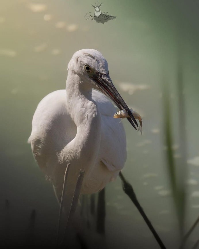 #birds_adored: Wonderful Birds Photography by Diego Maffina
