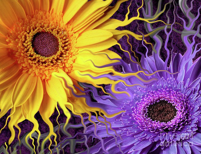 daisy painting & daisy paint by number #painting