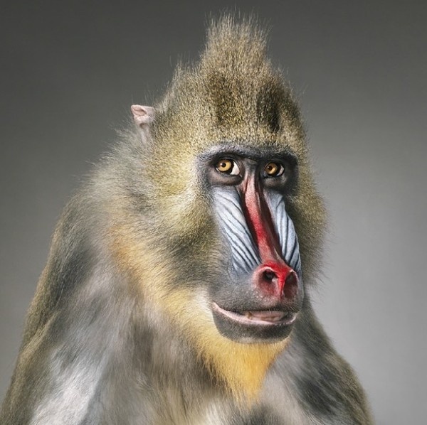more than human http://www.fubiz.net/2012/10/30/more-than-human/ #photography #animals