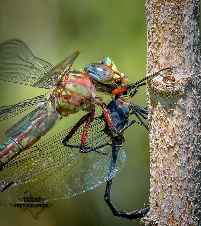 #macro_vision: Macro Insect Photography by Norman Rowsey