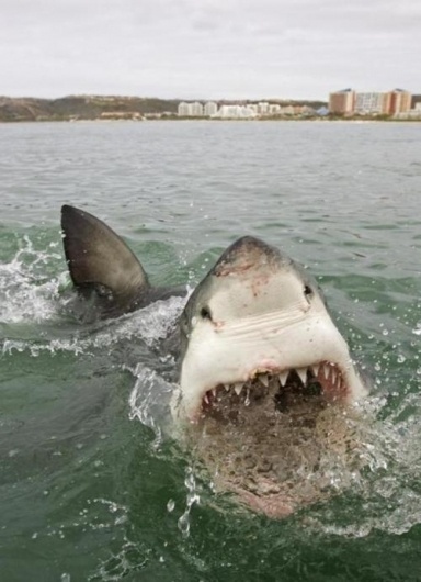 EIKNARF #shark
