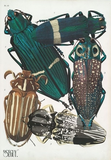 weetstraw.com - Insect Collages #insects