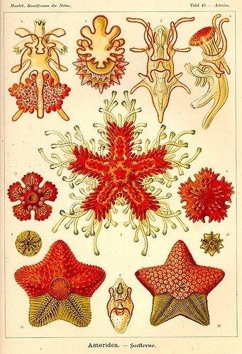 All sizes | Sea-animals.jpg (6) | Flickr - Photo Sharing! #illustration #sea