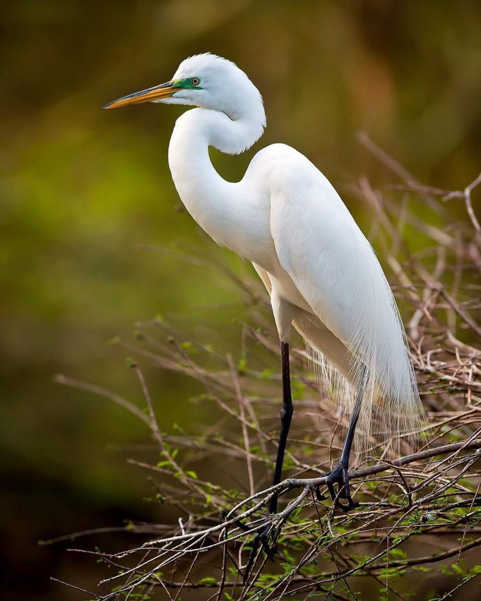 #birdsofinstagram: Fantastic Bird Photography by Jeffrey P Karnes