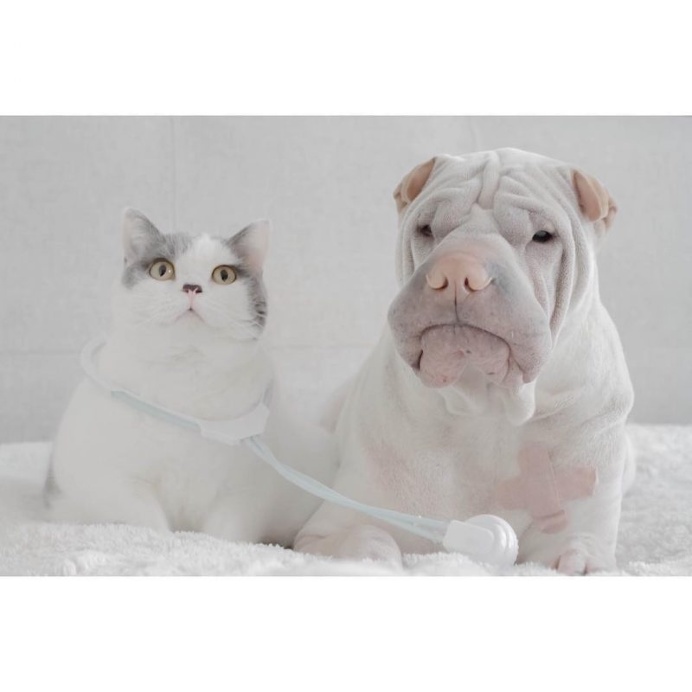 Annie Jacob Captures Unconventional Friendship Between A Shar Pei And His Cat