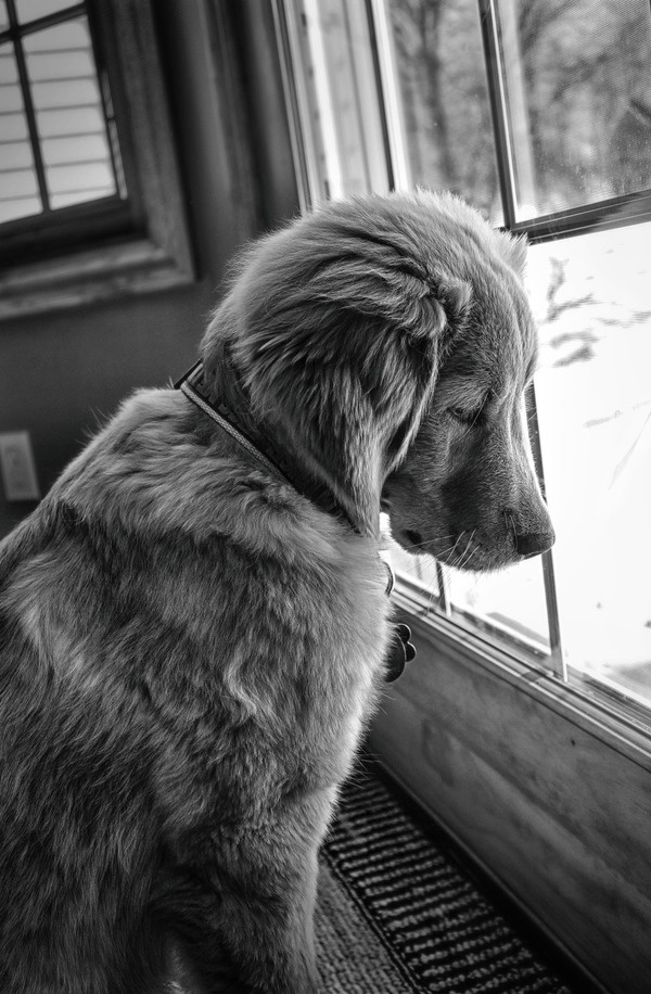 Pet Photograph by Joel Kelly - My dog being a bit dramatic. #beauty #drama #white #black #fur #window #photography #puppy #and #cute #animal #dog