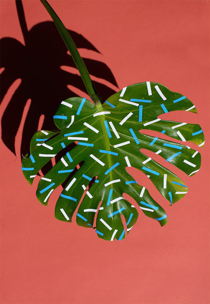 Wonderplants Art Project