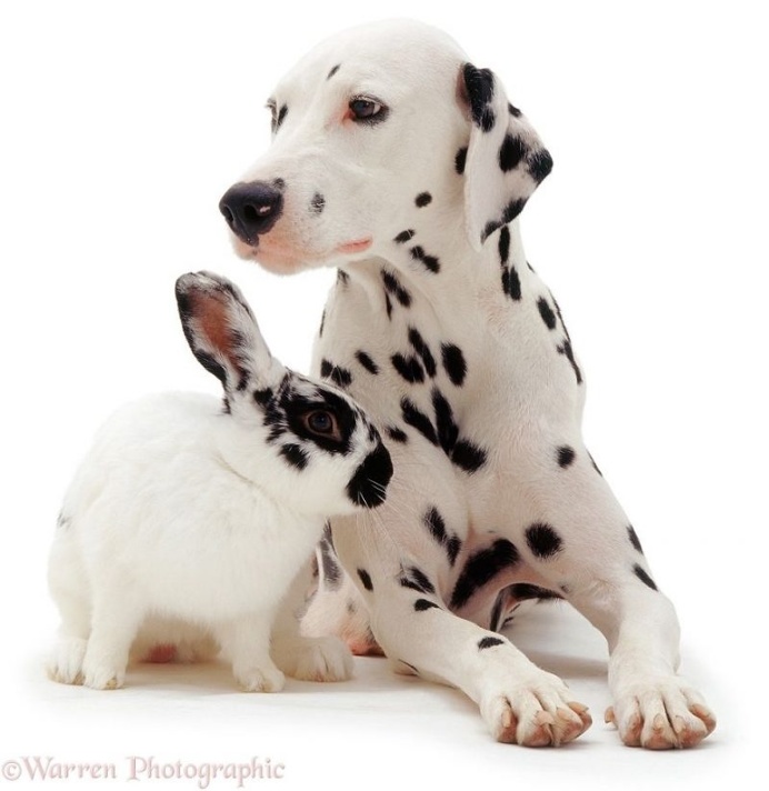 Mark Taylor Captures Hilarious Photos Of Pets Sharing The Same Colors