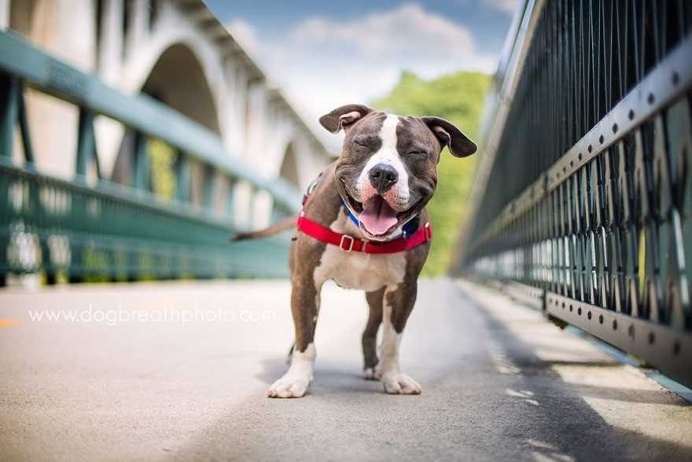 Expressive And Whimsical Portraits of Dogs by Kaylee Greer