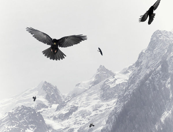 Nick Meek #snow #bird #photography #contrast #mountains
