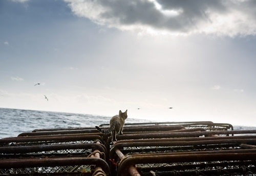 Corey Arnold - BOOOOOOOM! - CREATE * INSPIRE * COMMUNITY * ART * DESIGN * MUSIC * FILM * PHOTO * PROJECTS #sea #cats