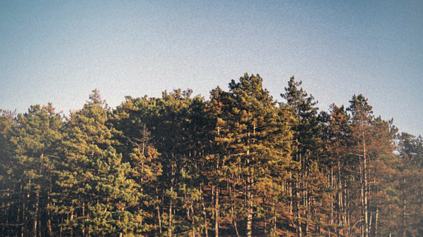 //// #forest #photography #landscape