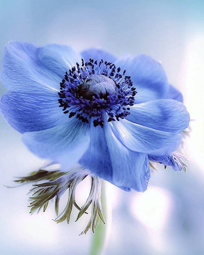 #splendid_flowers: Beautiful Flowers Photography by Hege Odegard
