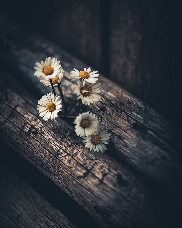 50 Most Beautiful Flower Pictures on Instagram