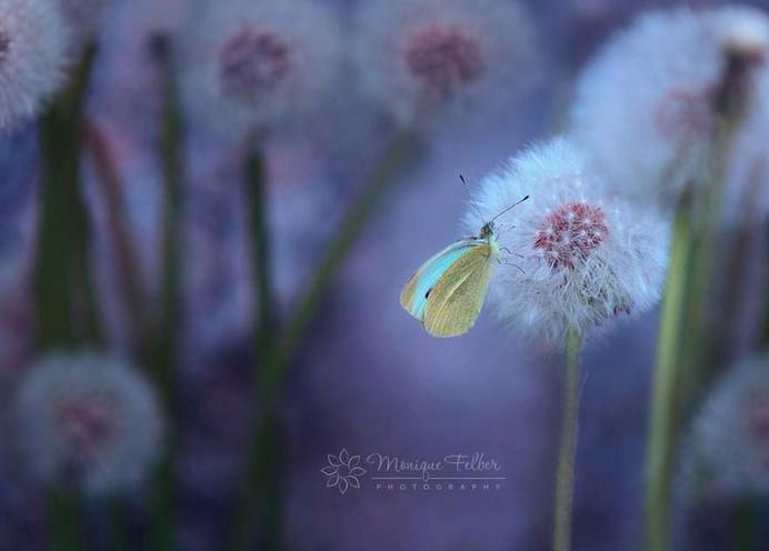 Beautiful Macro Photos of Flowers and Butterflies by Monique Felber