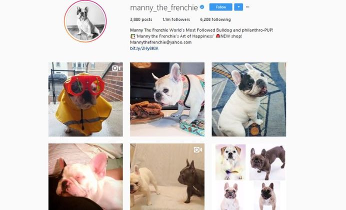 @Manny_the_Frenchie - Manny The Frenchie World’s Most Followed Bulldog and philanthro-PUP!