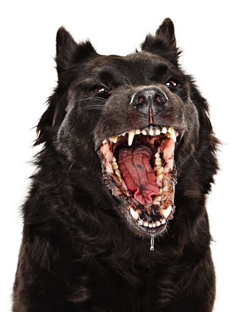 Art & Photography: Evan Kafka | Feature Shoot #wolf #dog