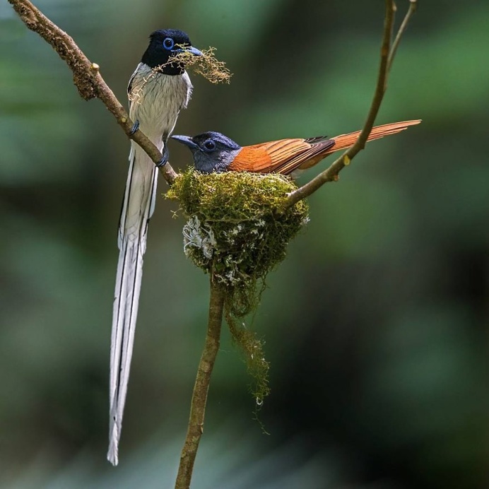 Amazing Bird Photography by Johnson Chua