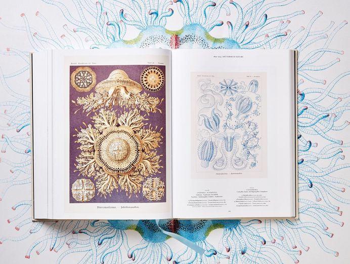 xl haeckel 0562-0563 0062