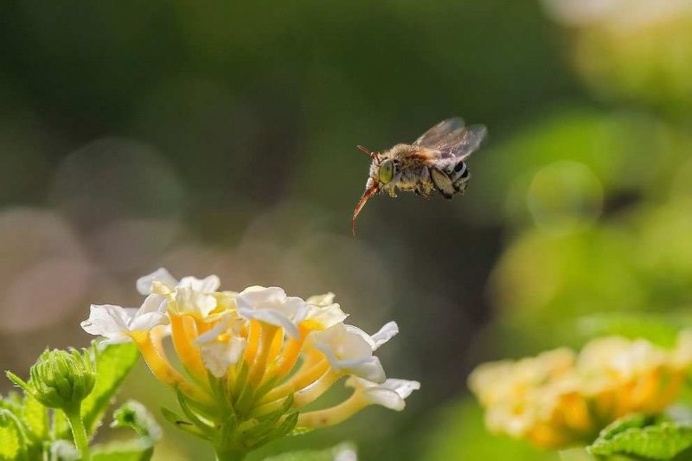 Royal Society of Biology Photography Competition 2016 Shortlist