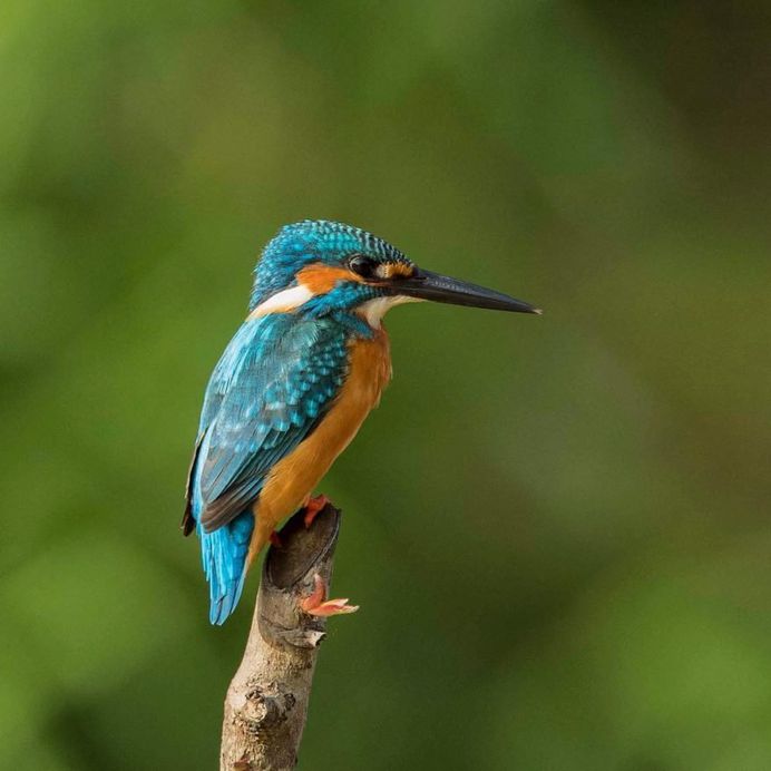 #kings_birds: Beautiful Bird Photography by Charles Ryan