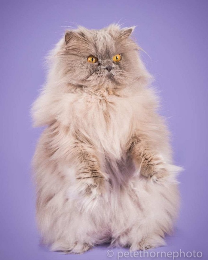 Fat Cats Project by Pete Thorne