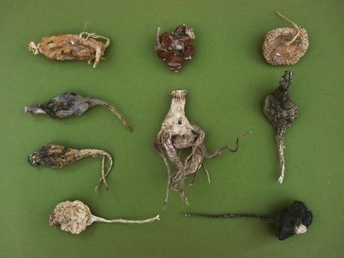 Things Organized Neatly #roots #vegetables