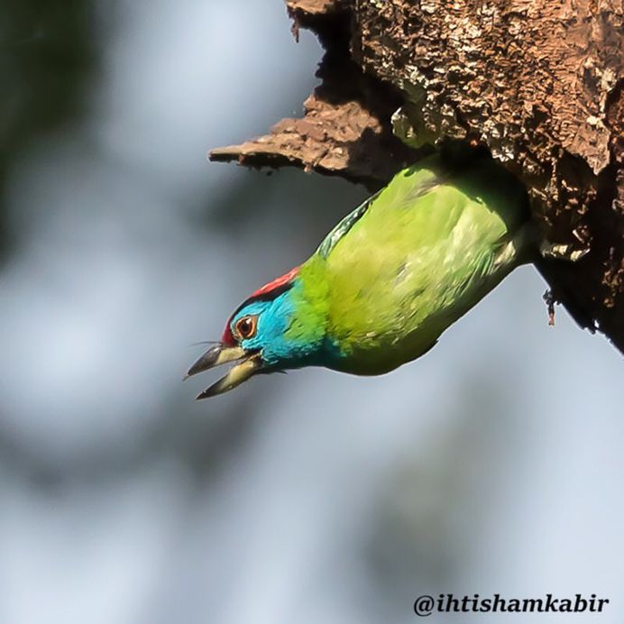 #birds_adored: Stunning Birds Photography by Ihtisham Kabir