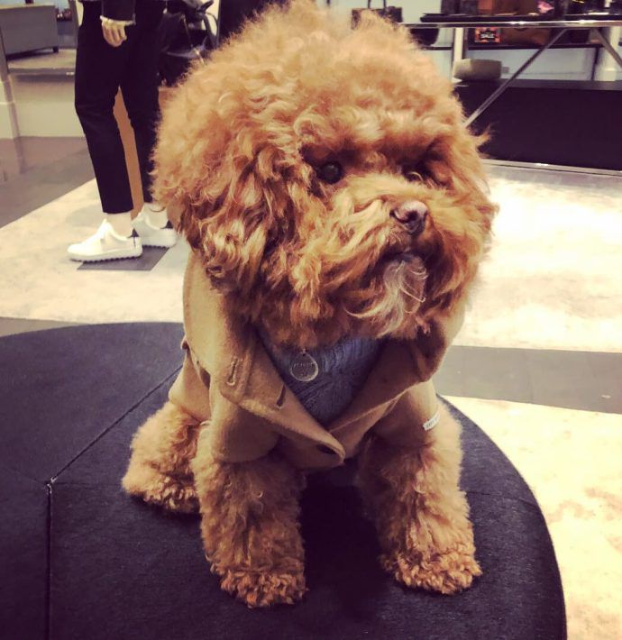 Most Dog Friendly Stores in America - Coach Leather