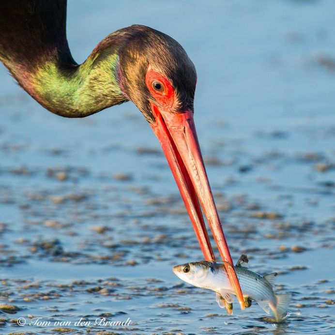 #eye_spy_birds: Brilliant Birds Photography by Tom van den Brandt