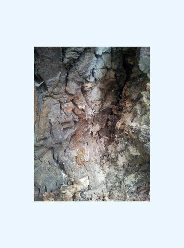 Aus dem Fundus Handy | Triangular Love. #forest #vienna #wien