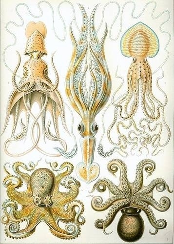 Ernst Haeckel - Artforms of Nature - Kunstformen der Natur #drawings #vintage