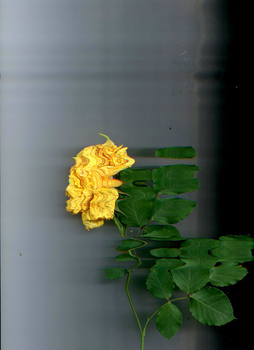 Untitled #scan #nature #experimental #flower #epok