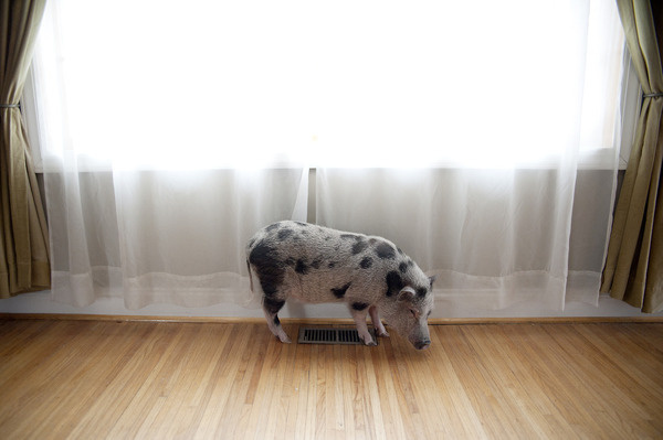 CROZET: Photo #melcer #pig #jessi #portrait #animals #pet
