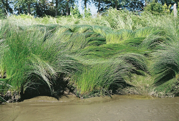 windswept on Behance #wind #grass