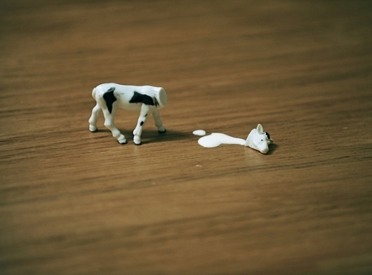 Make Something Cool Every Day 2009 on the Behance Network #milk #miniature #cow