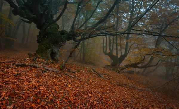 35PHOTO Andrew Ulyashev (Mercand) Keepers #woods #photography #autumn #forest #trees #leaves
