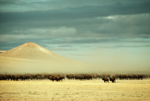 A herd of 2,400 buffalo roam free near Gillette, Wyoming, December 1979.Photograph by James L. Amos, National Geographic #states #herd #wyoming #nat #united #nature #vintage #film #buffalo #geo