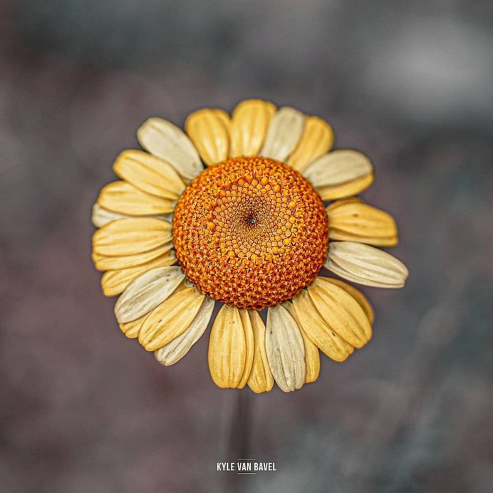 Beautiful Macro Flowers Pictures by Kyle van Bavel