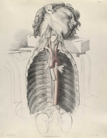 quain_p47.jpg 1200×1544 pixels #dissection #drawing #anatomy