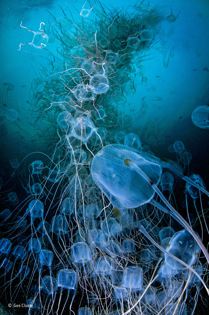 2016 Wildlife Photographer of the Year Awards