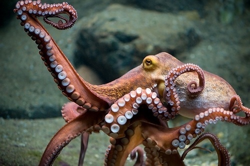 yours truly, YLF #photography #animal #water #octopus