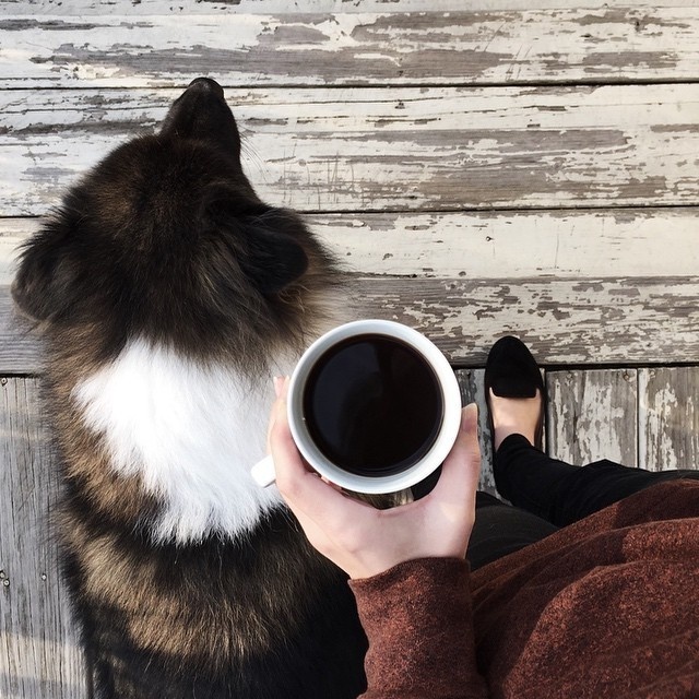Dog #coffee #dog