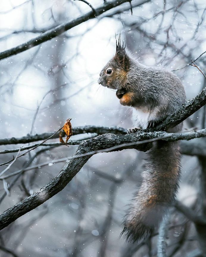 Wildlife Finland: Dreamlike Animal Portraits by Joachim Munter