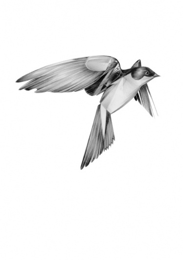 semblance.jpg (Gambar JPEG, ukuran piksel 502x711) - Skala (78%) #interesting #bird #hellovon #minimal #hello #von #awesome