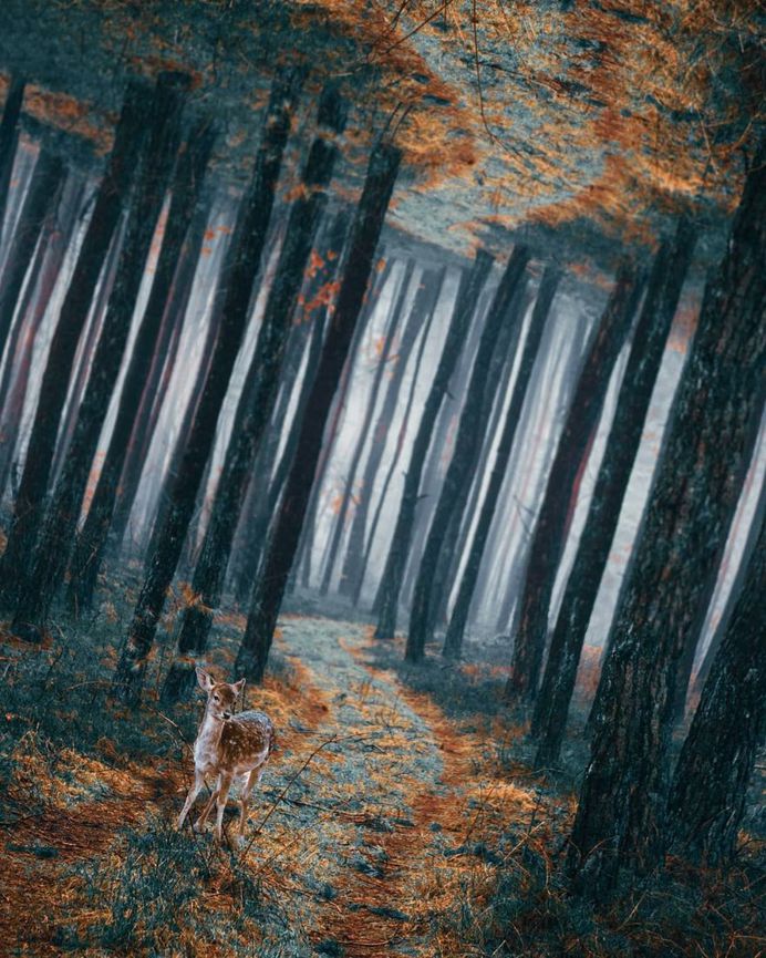 Digital Wonderland: Dreamlike Photo Manipulations by Diogo Sampaio