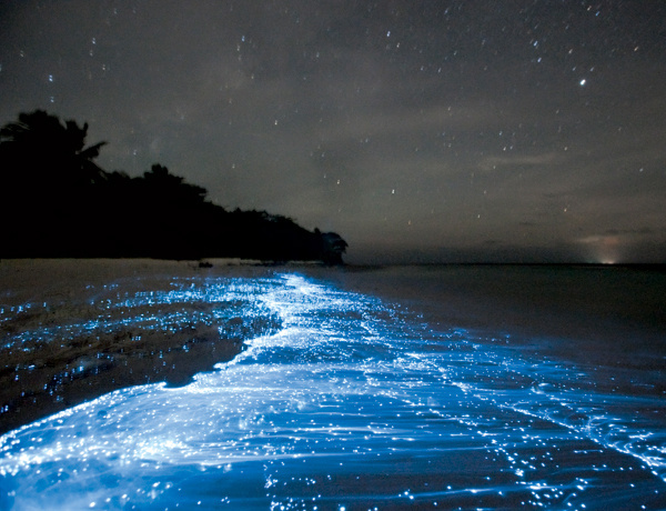 My Darkened Eyes #ocean #water #bio #photography #plankton #glow #luminescent #beach #waves