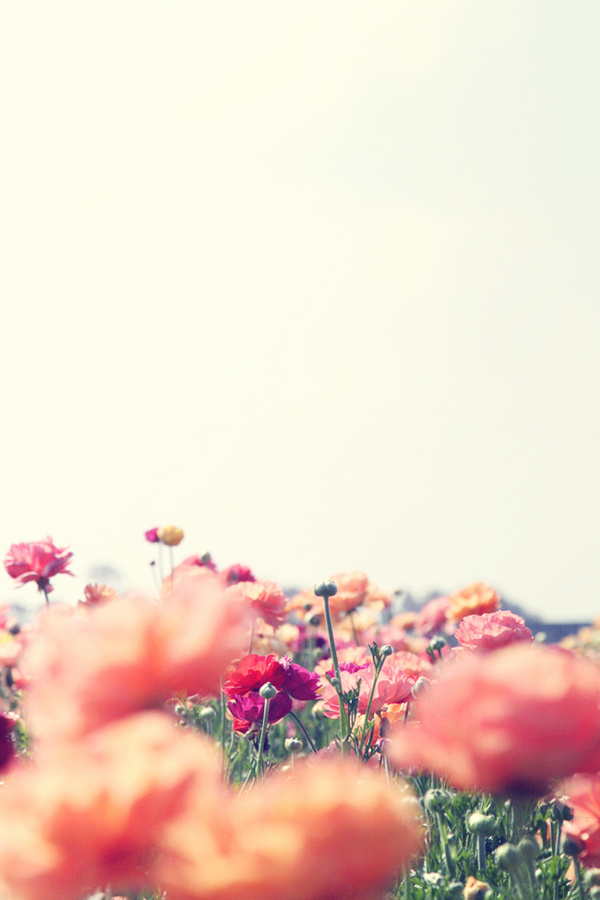 Photo #field #depth #of #image #photography #horizon #flowers